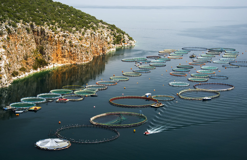 Farmed Fish and Seafood Output Surpasses 100 Million Tons