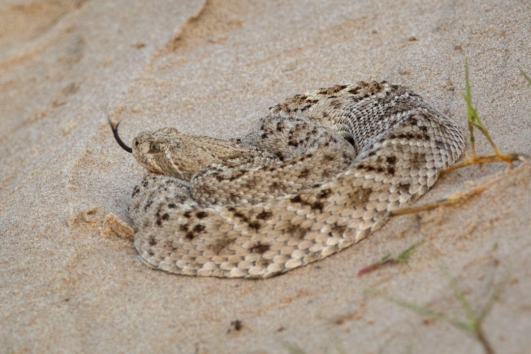 Understand the Reality of Rattlesnake Aggression (Image Credits: Unsplash)
