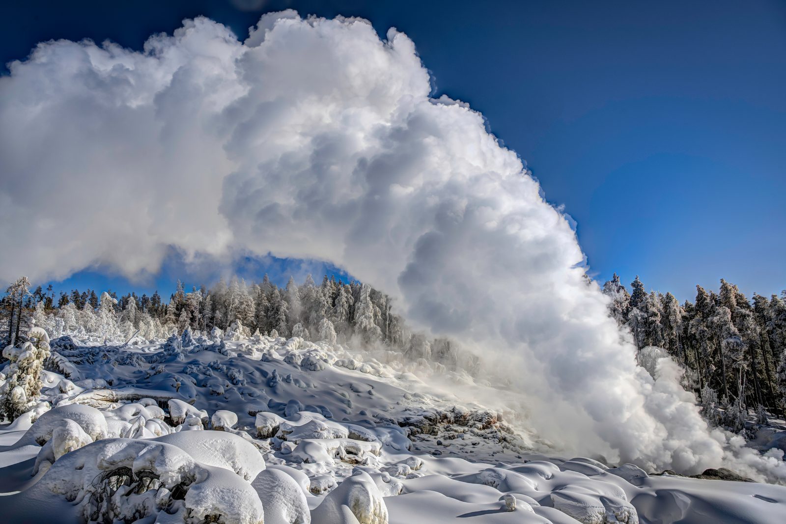 Yellowstone's Hidden Giant (Image Credits: Shutterstock)