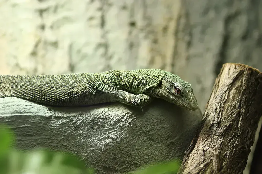 Live Animals and Insects (Image Credits: Flickr)