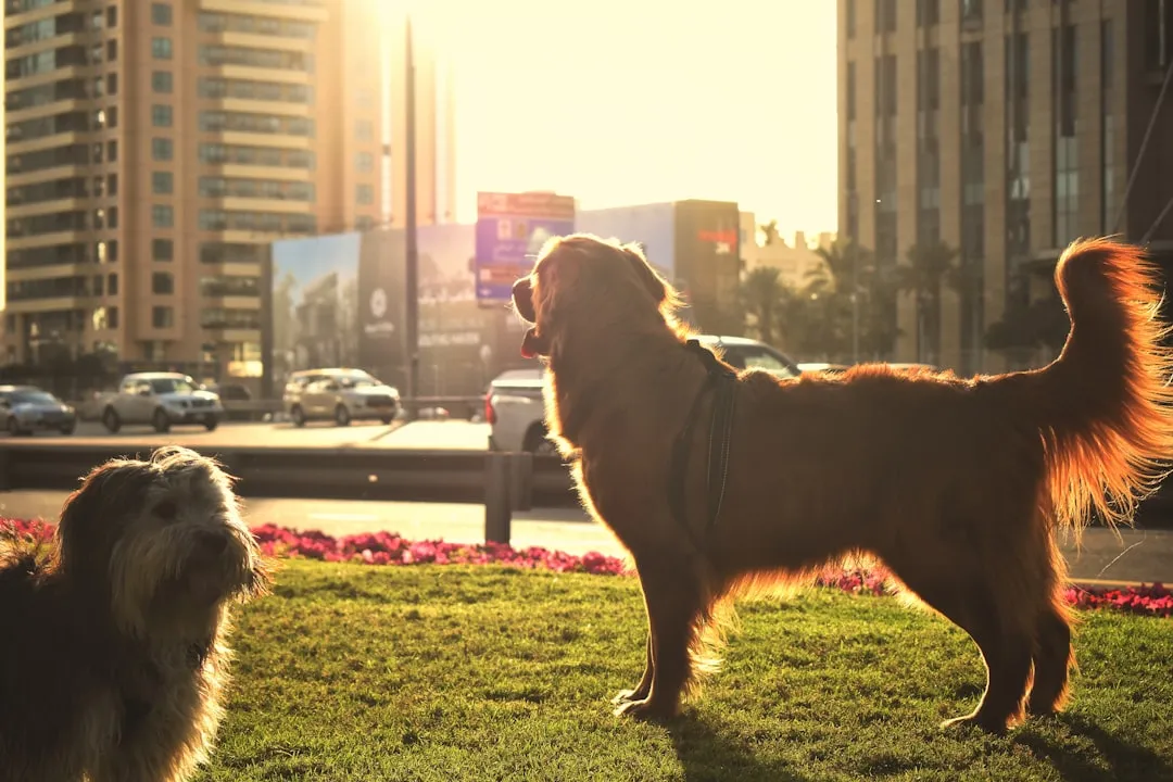 3. United Arab Emirates: government import permits and pet registration (Image Credits: Unsplash)