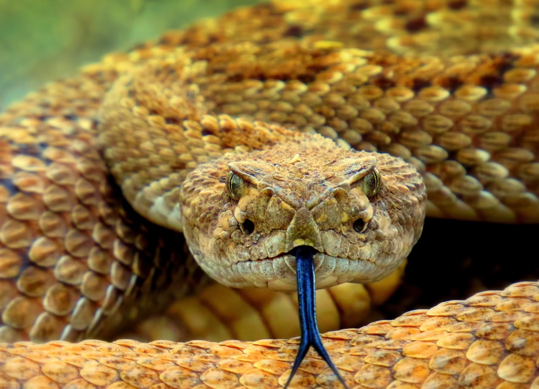 Know Your Western Rattlesnake Species (Image Credits: Unsplash)