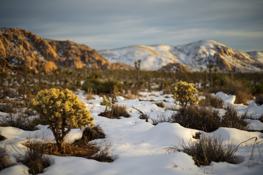 Joshua Tree National Park - Desert Winter Bliss (Image Credits: Unsplash)