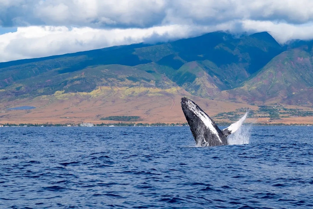 Winter (November to March): Whales, Waves, and Holiday Chaos (Image Credits: Unsplash)