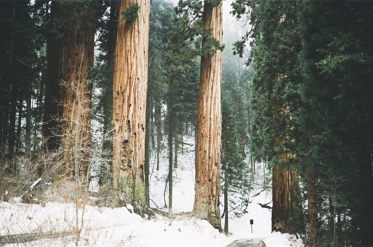 Sequoia and Kings Canyon National Parks - Giants in Snow (Image Credits: Pixabay)