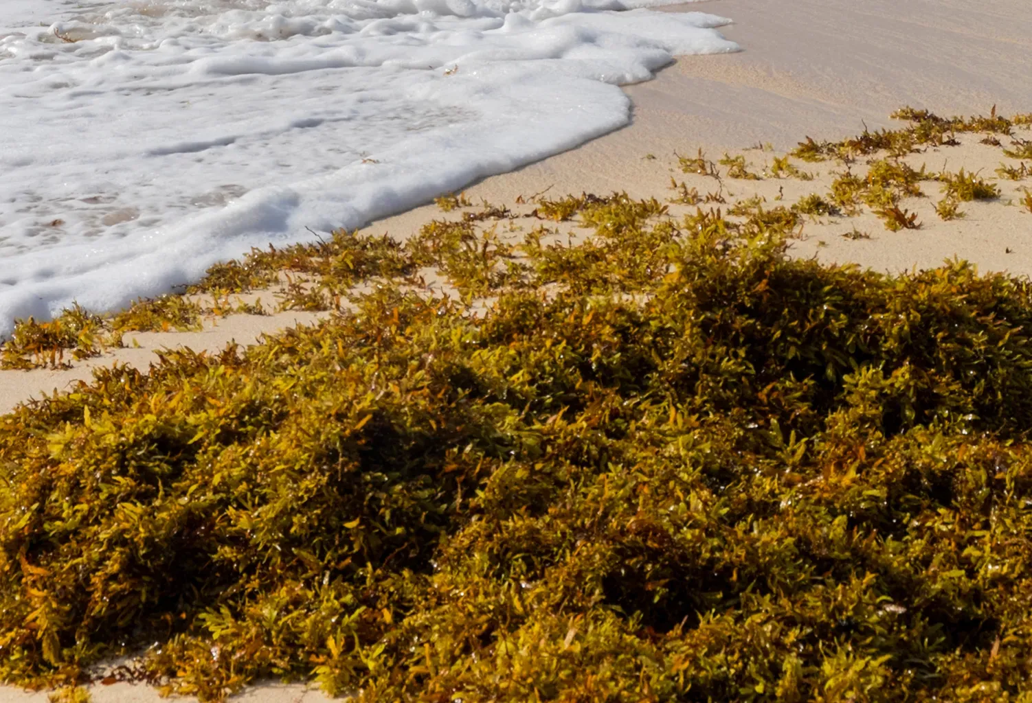 Ignoring the Sargassum Seaweed Season (Image Credits: Wikimedia)