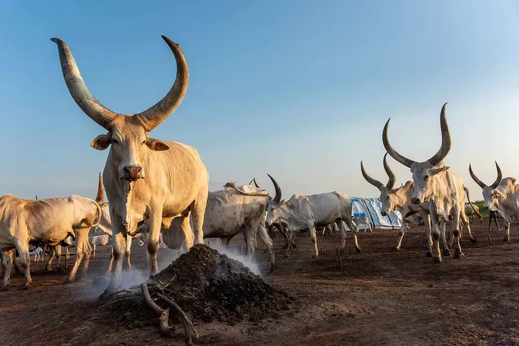 South Sudan: Youngest Nation, Ancient Traditions (Image Credits: Flickr)