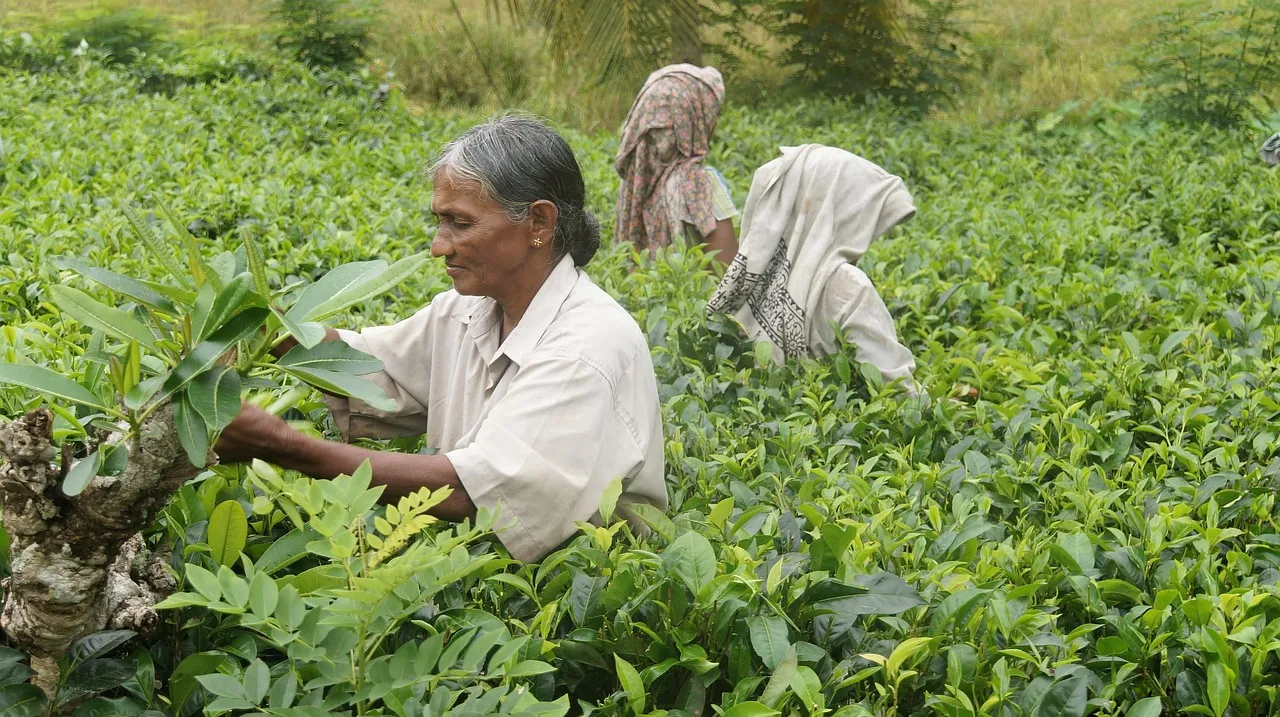 Sri Lanka: a tea nation that drinks its own product (Image Credits: Pixabay)