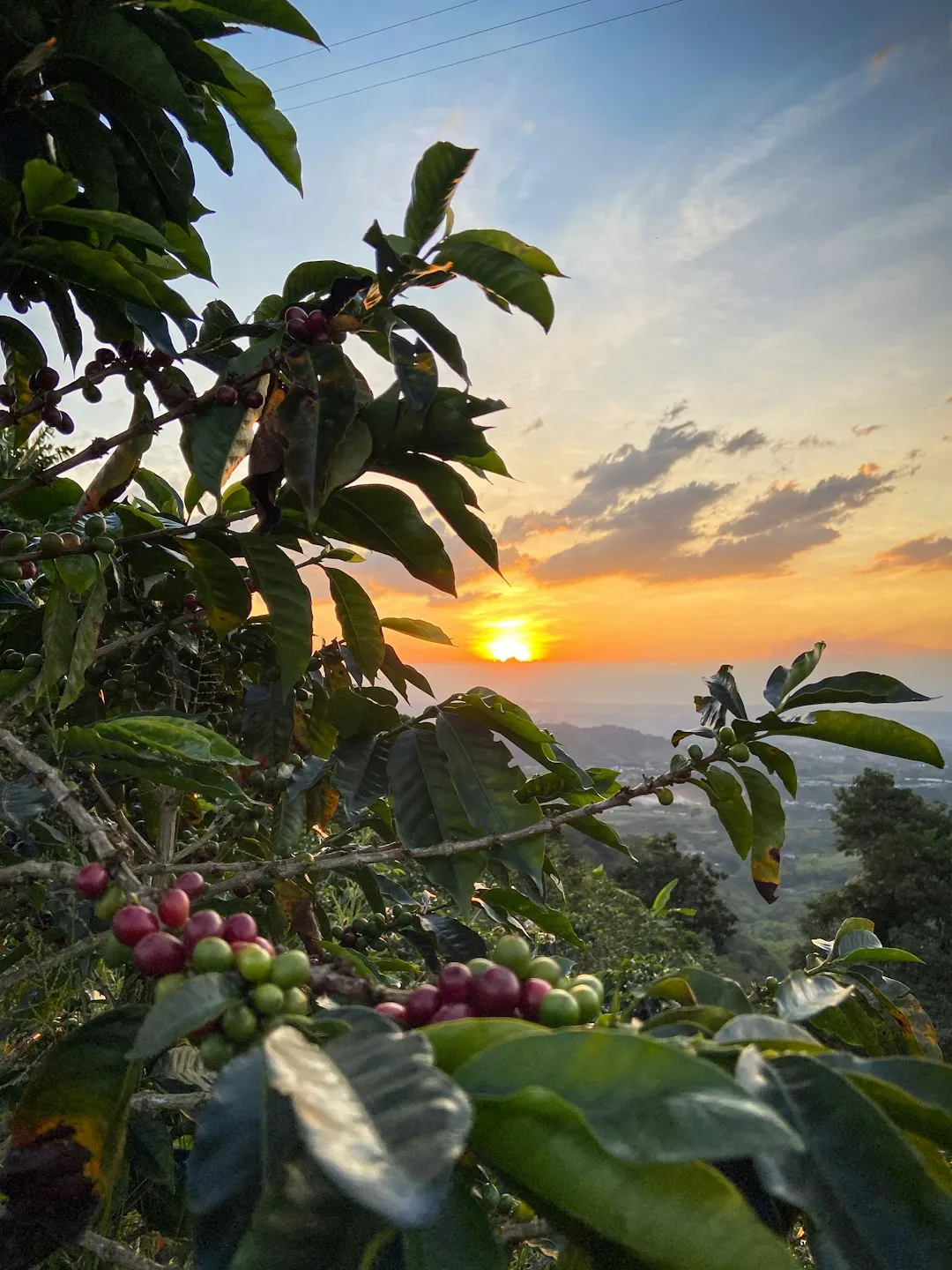 Colombia: coffee country over the gentrified capitals (Image Credits: Unsplash)