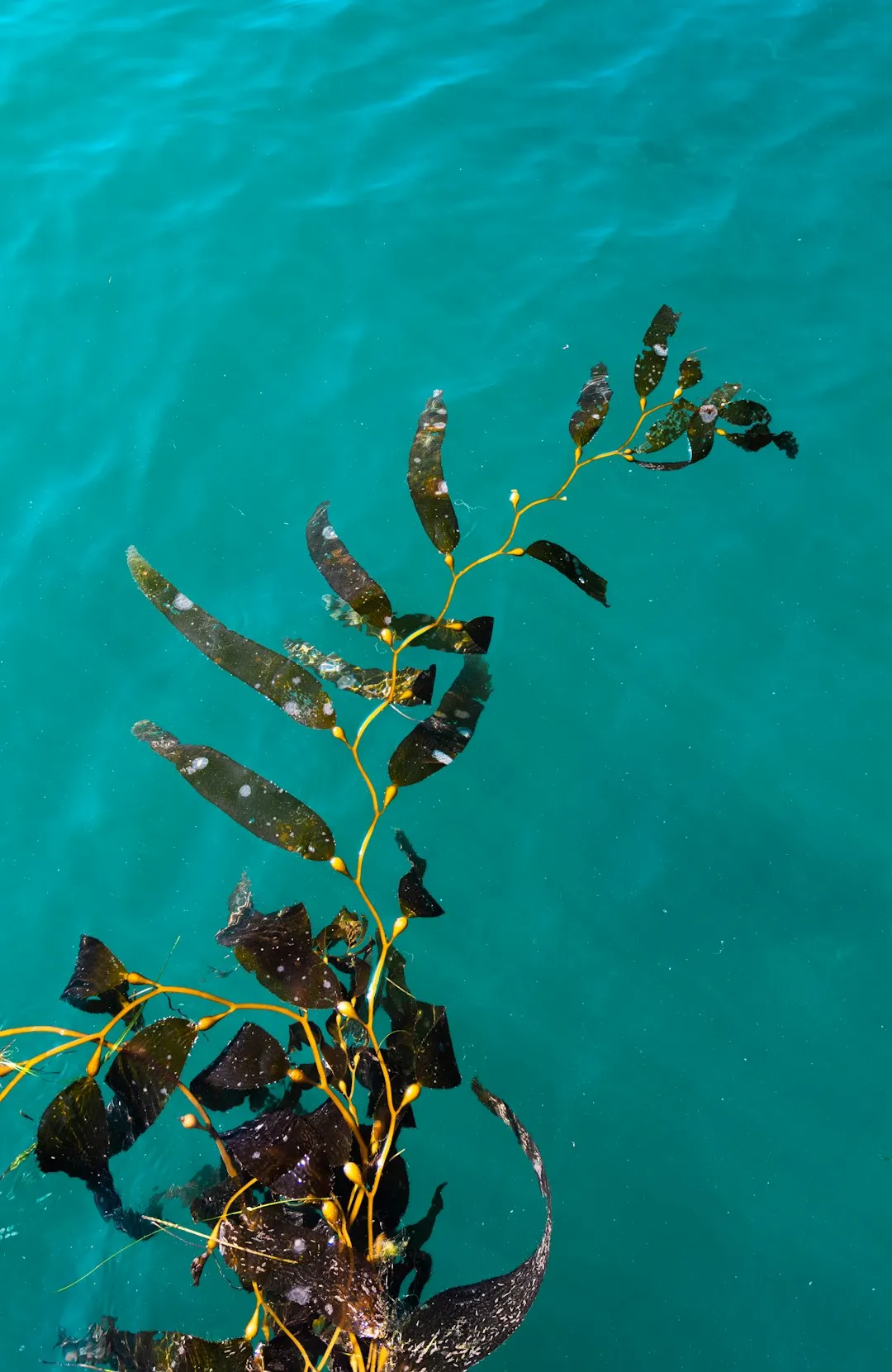 The first sargassum season that changed my mind (Image Credits: Unsplash)