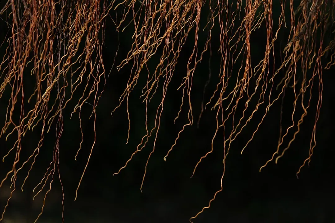 #4 - Mycorrhizal Fungi Give Your Plants a Secret Root System (Image Credits: Unsplash)
