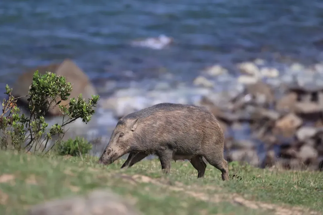 No Oversight, No Rules, No Real Protection (Image Credits: Unsplash)