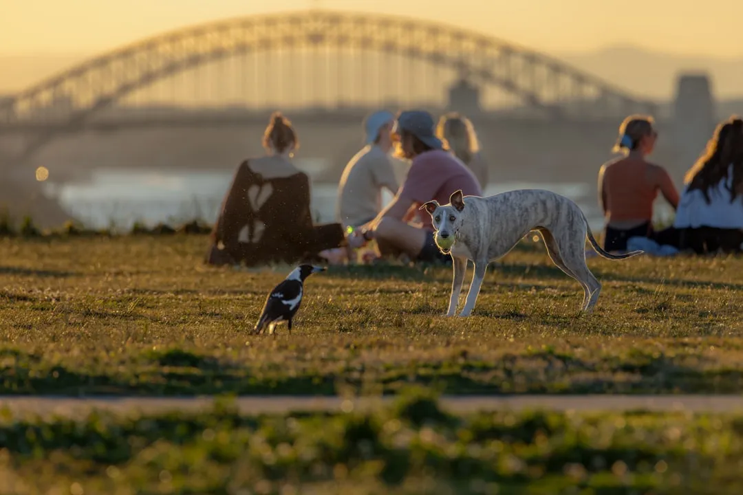 5. Australia: quarantine clearance and permits before any pet can enter (Image Credits: Unsplash)