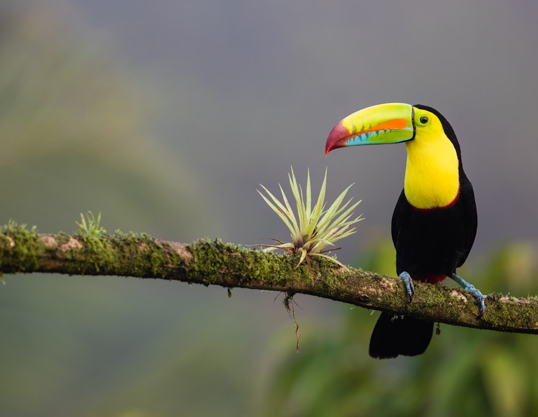 Costa Rica - The Pura Vida Paradise (Image Credits: Unsplash)
