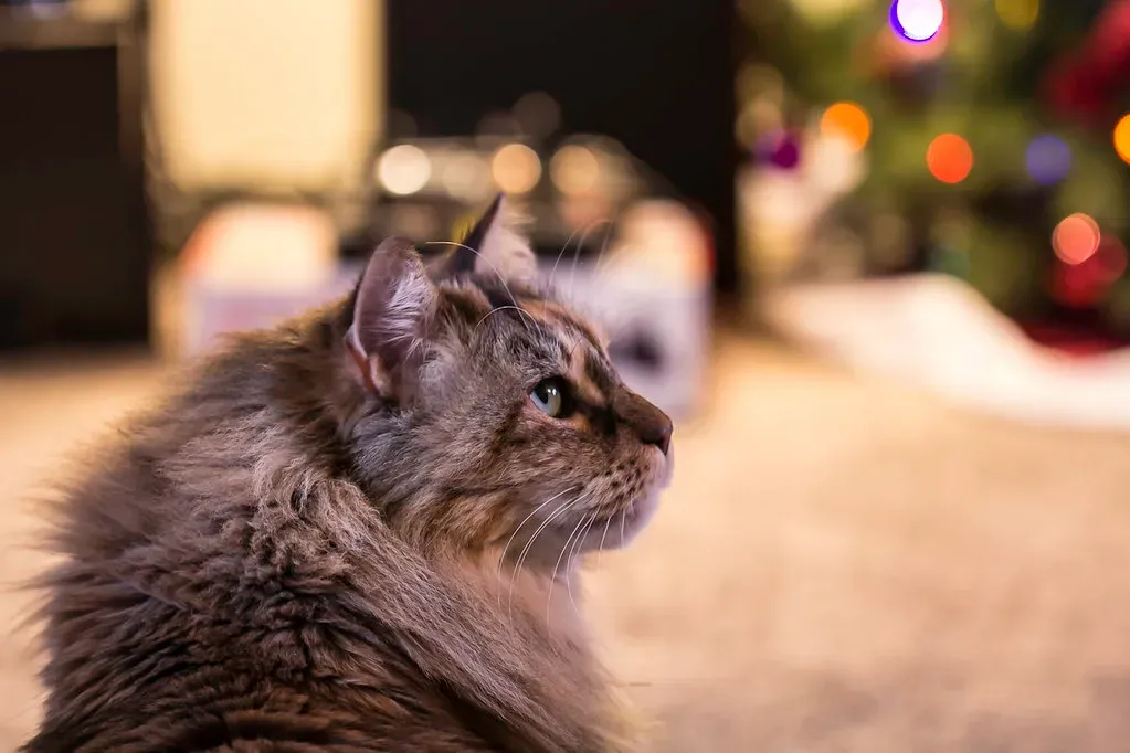 #7 - A Free-Roaming Cat in the Yard (Carodean Road Designs, Flickr, CC BY 2.0)
