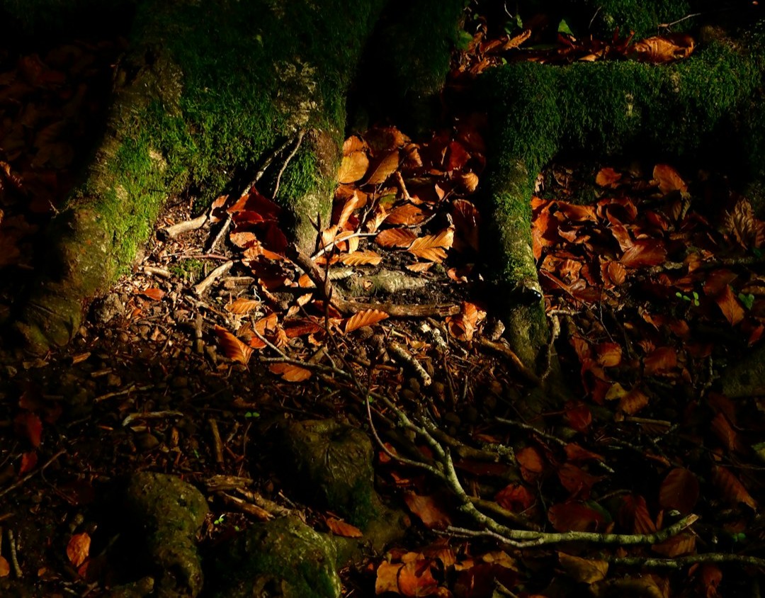 Truffle Hunting by Moonlight: Culinary Treasure Hunt (Image Credits: Unsplash)