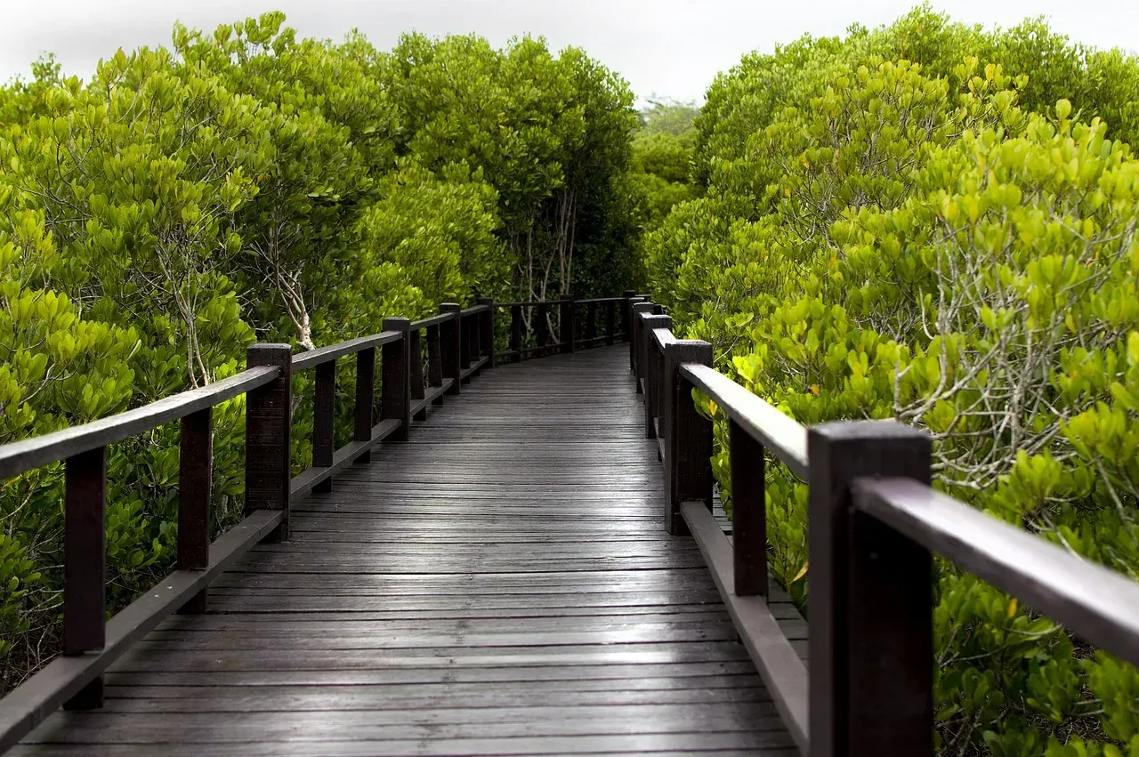 The Role of Nature-Based Defenses (Image Credits: Pixabay)
