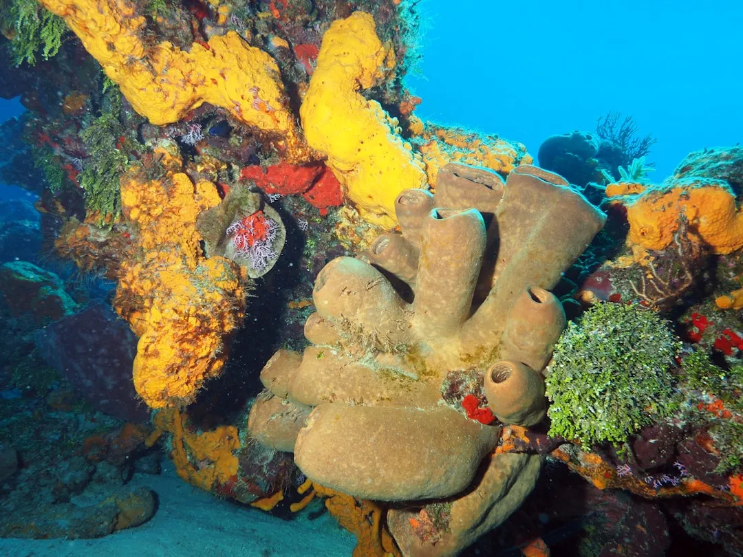 Reefs that earned their reputation (Image Credits: Unsplash)