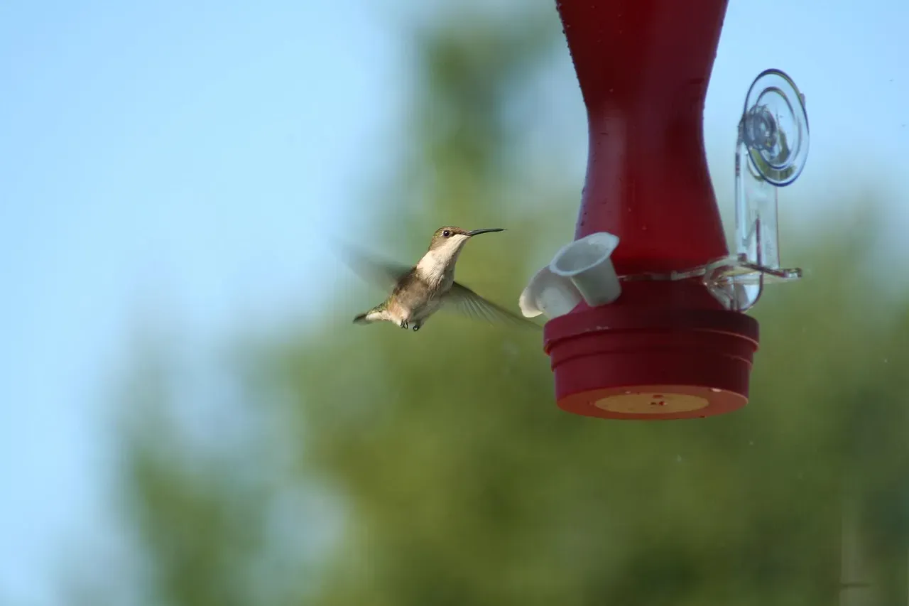 #9 - Placing the Feeder Too Close to Windows (Image Credits: Pixabay)