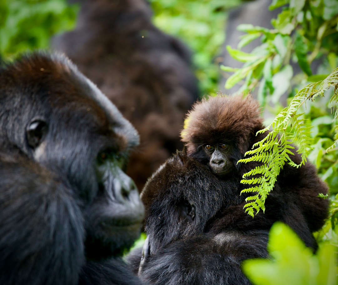 Gorilla Trekking in the Misty Highlands (Image Credits: Unsplash)