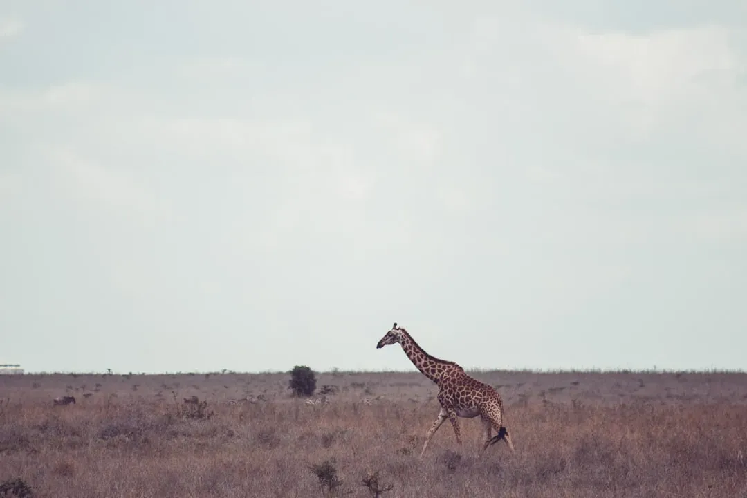 What Actually Is the Silicon Savannah? (Image Credits: Unsplash)