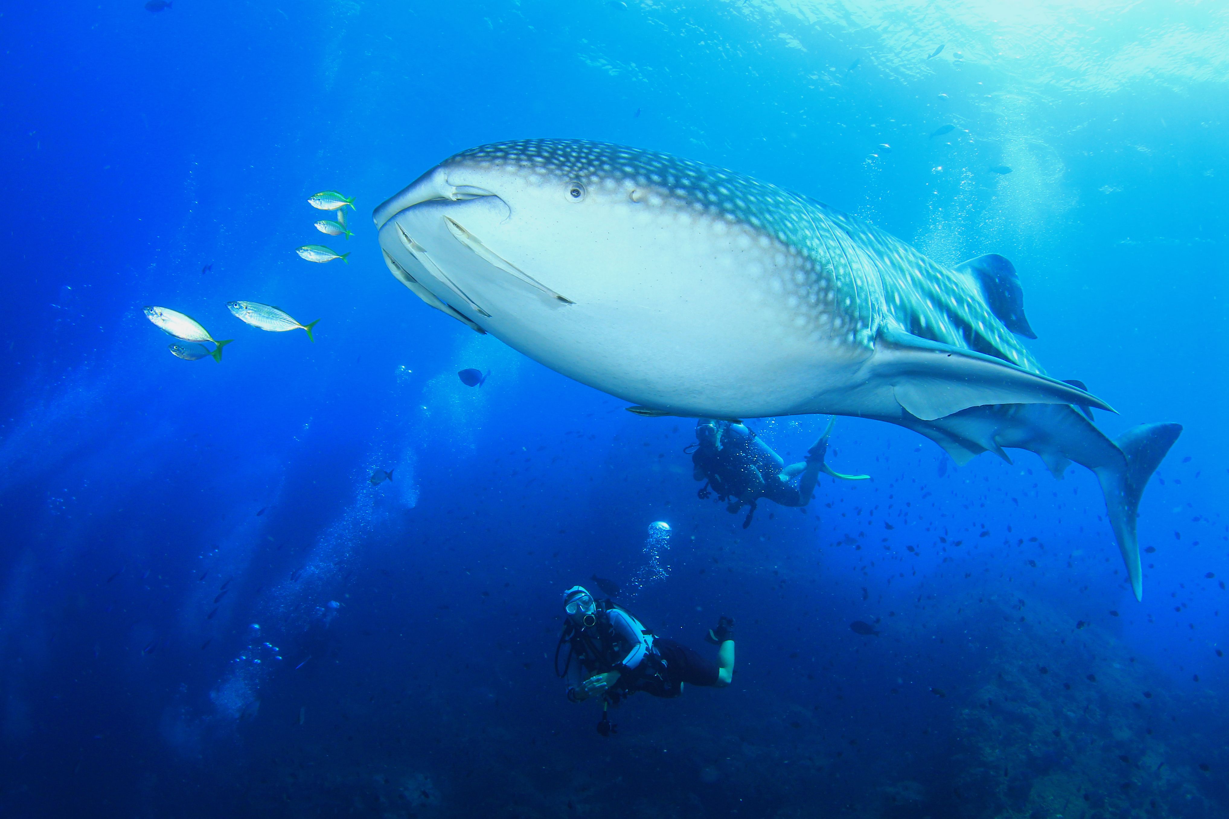 Maldives - Swimming with Whale Sharks (Image Credits: Shutterstock)