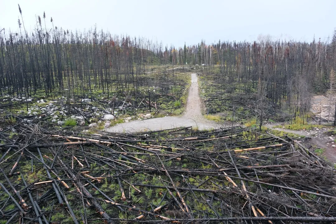 A national park still recovering from fire (Image Credits: Unsplash)