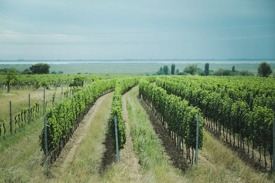 Moldova: Europe's overlooked wine country (Image Credits: Pexels)