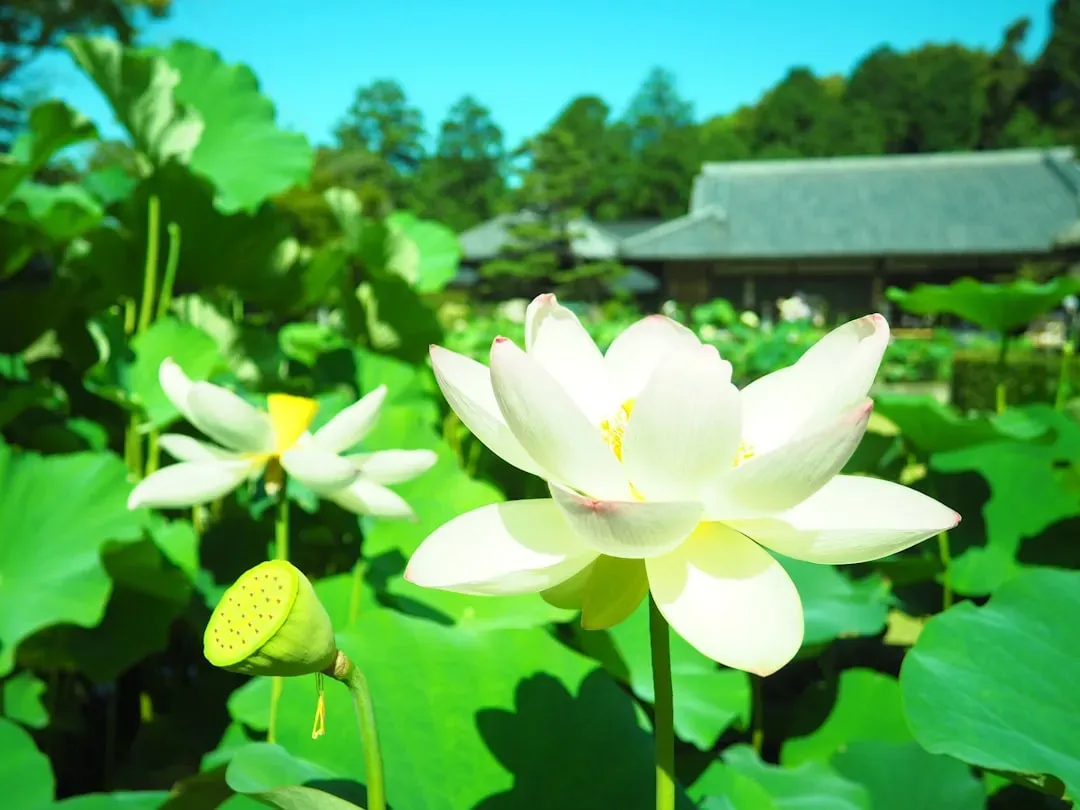 Fewer People, Same Magic - The Case for Rainy Season Temple Visits (Image Credits: Unsplash)