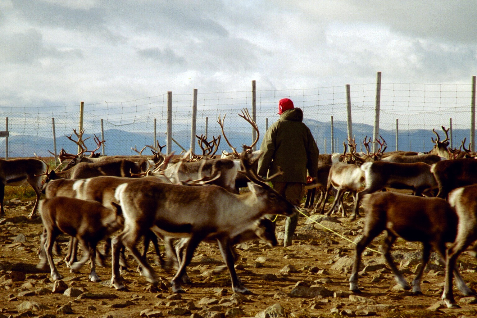 The Sacred Bond Between Human and Reindeer (Image Credits: Wikimedia)