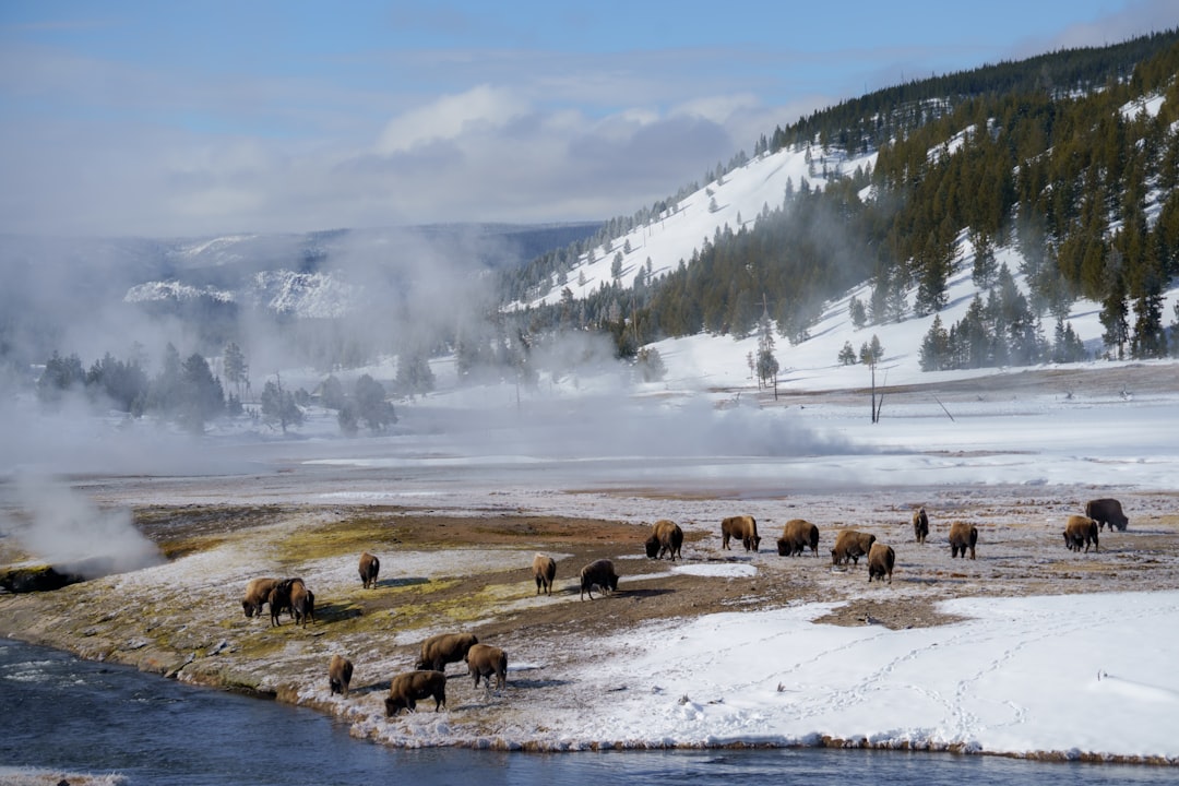 Yellowstone National Park - A Steamy Winter Wonderland (Image Credits: Unsplash)