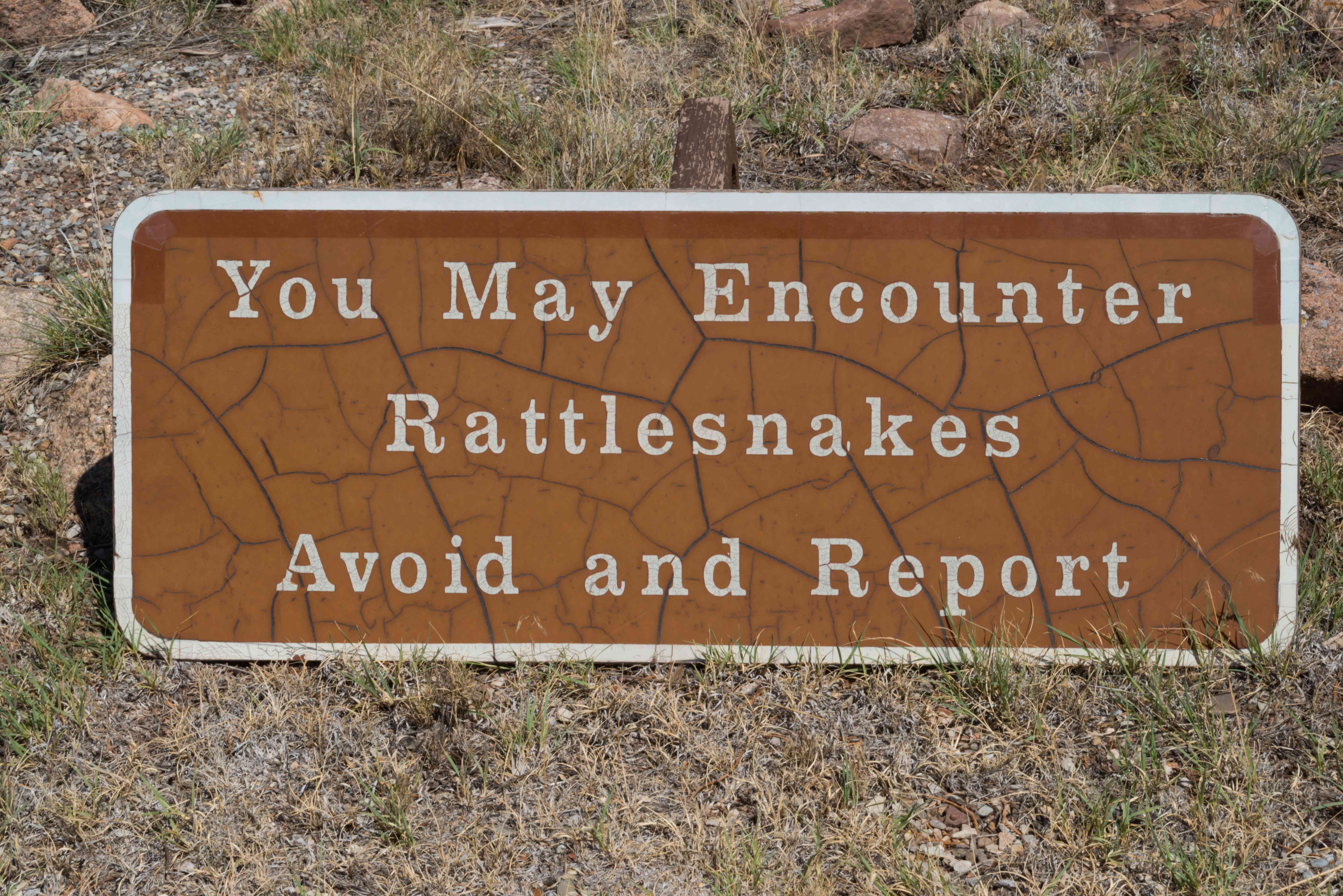 Know What to Do During an Encounter (Image Credits: Shutterstock)