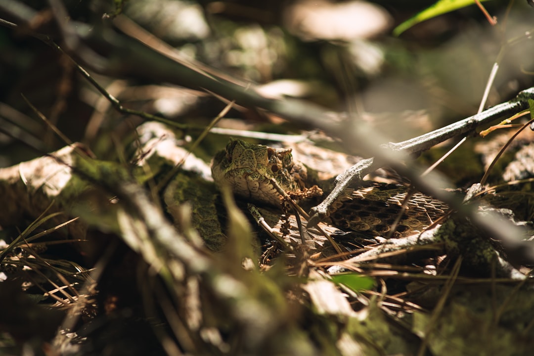 Appreciate Their Ecological Role (Image Credits: Unsplash)