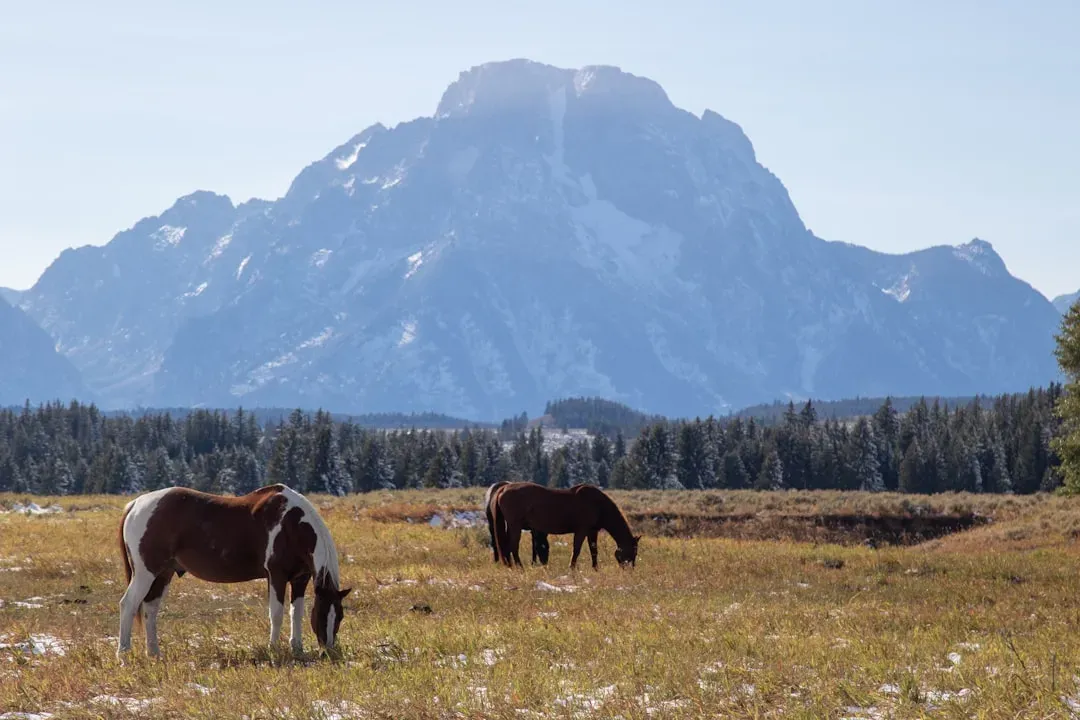 Harrison Ford: 800 Acres and a Quiet Life in Wyoming (Image Credits: Unsplash)