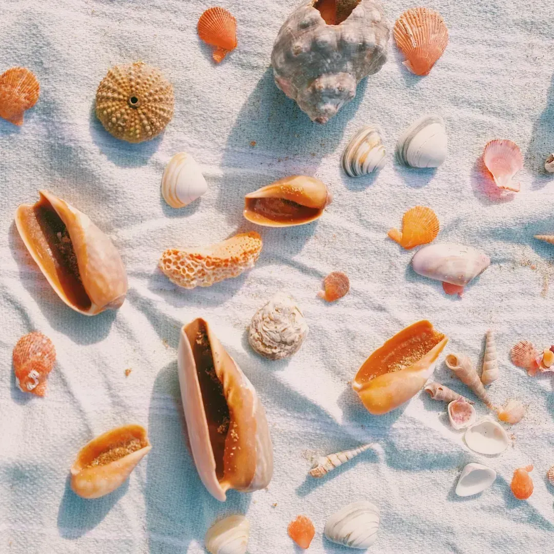 Coral and Shells (Image Credits: Unsplash)