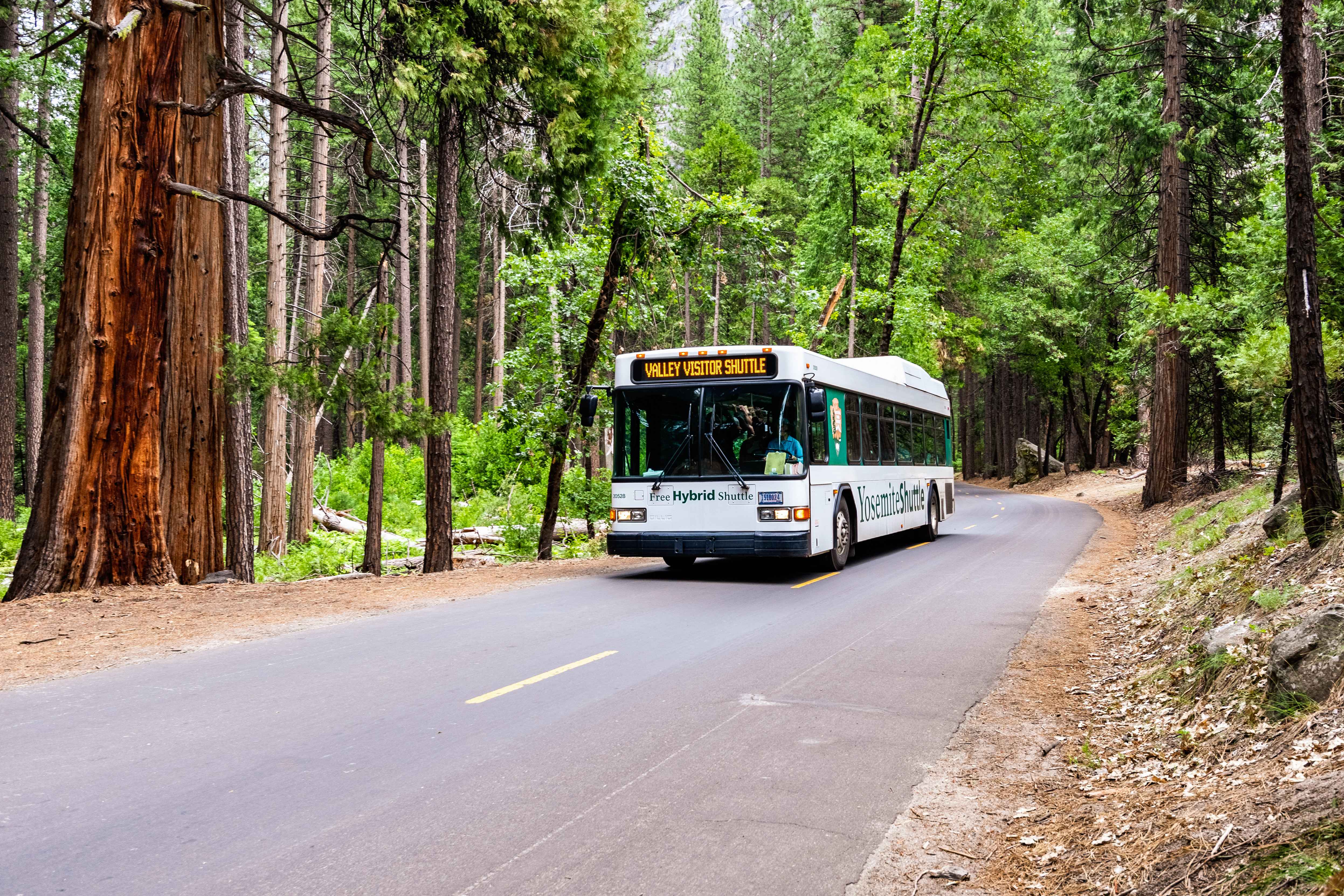 Yosemite National Park: Valley Floor Without the Hassle (Image Credits: Shutterstock)