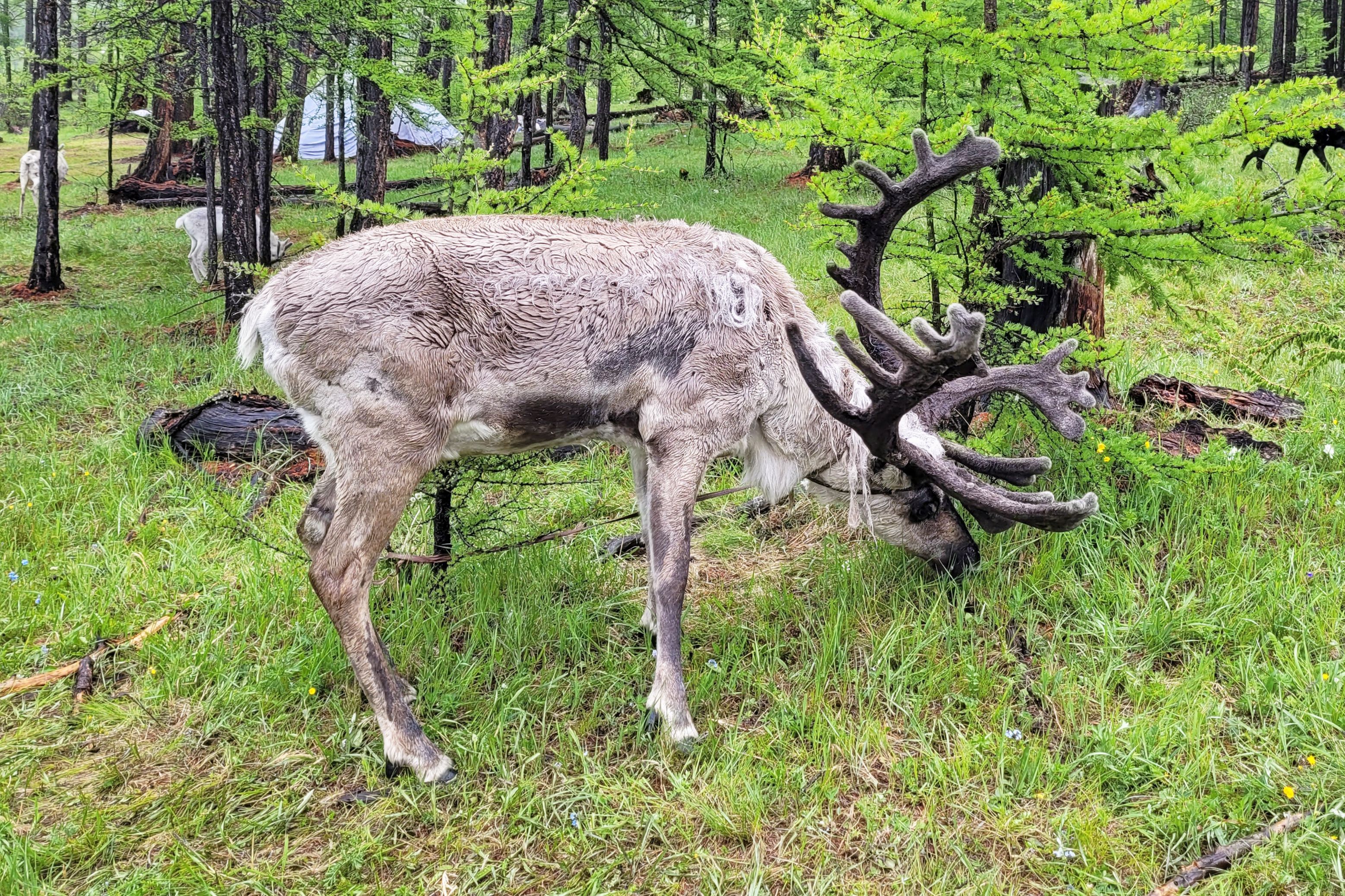 Government Support and Cultural Recognition (Image Credits: Wikimedia)