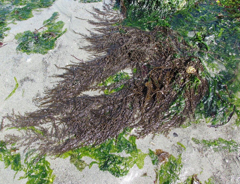 The Seaweed Problem Has Reached Crisis Levels (Image Credits: Flickr)