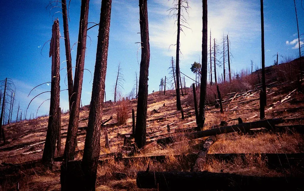 The Analog Wellness Movement: More Than Just Ditching Your Phone (Image Credits: Flickr)