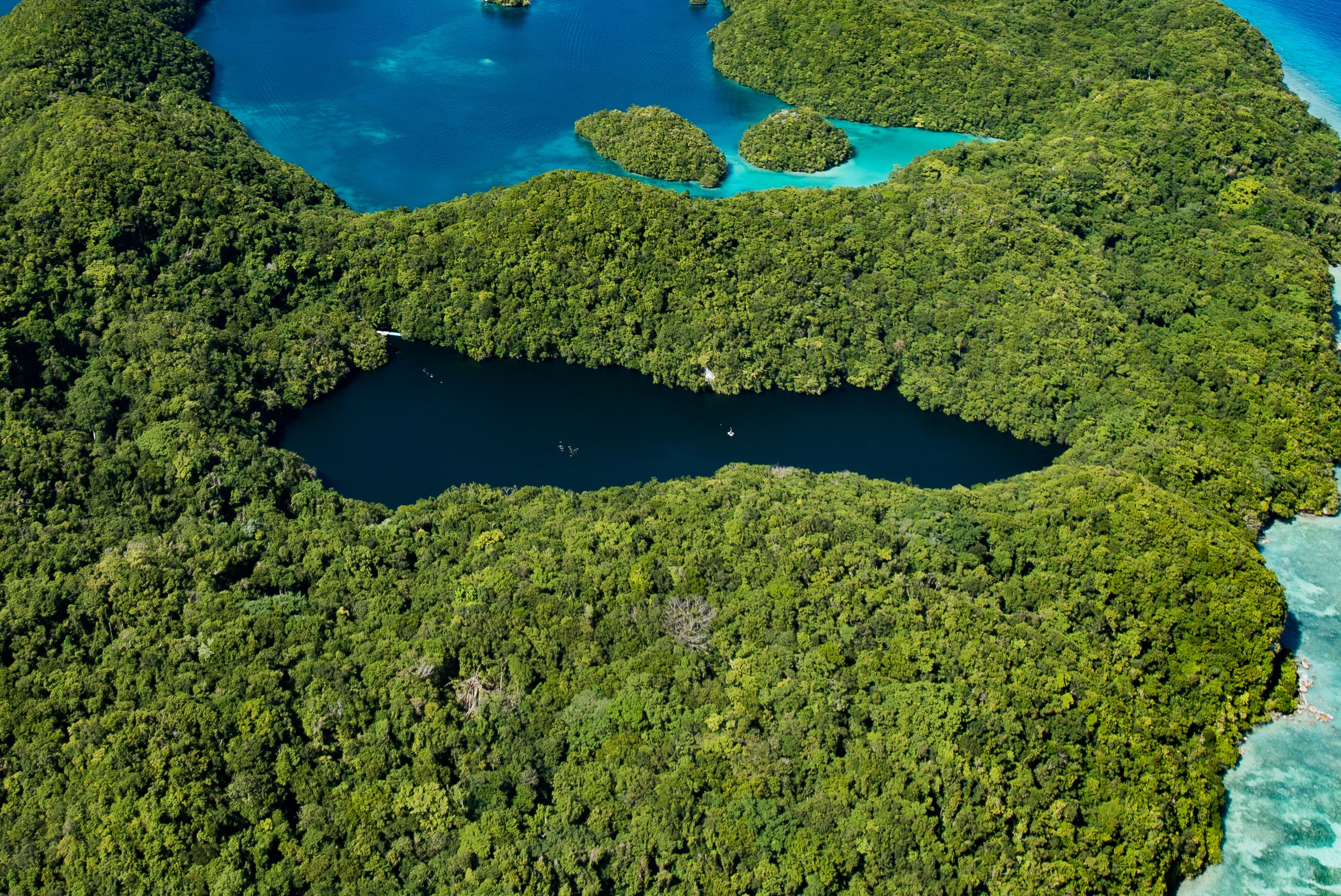 Palau - Jellyfish Lake Snorkeling (Image Credits: Shutterstock)