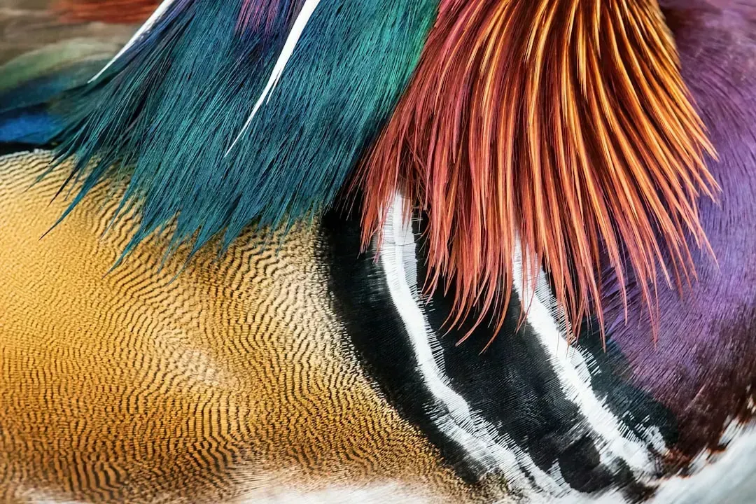 Animal Feathers and Fur (Image Credits: Unsplash)