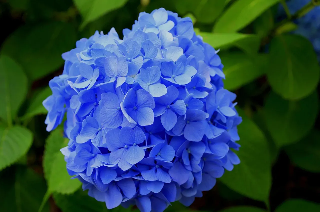 The Hydrangea Season Nobody Warned You About (Image Credits: Pixabay)
