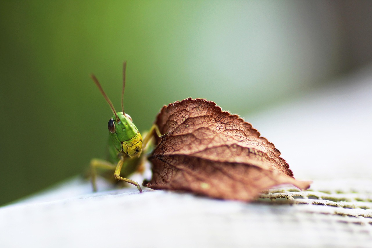 8. Grasshoppers: The Voracious Chompers (image credits: pixabay)