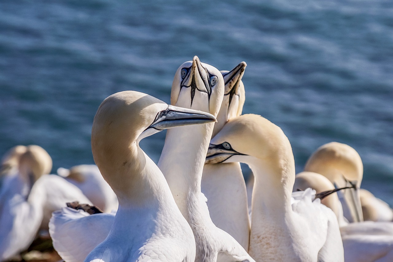 Lavish, Wild, and Unforgettable (image credits: pixabay)