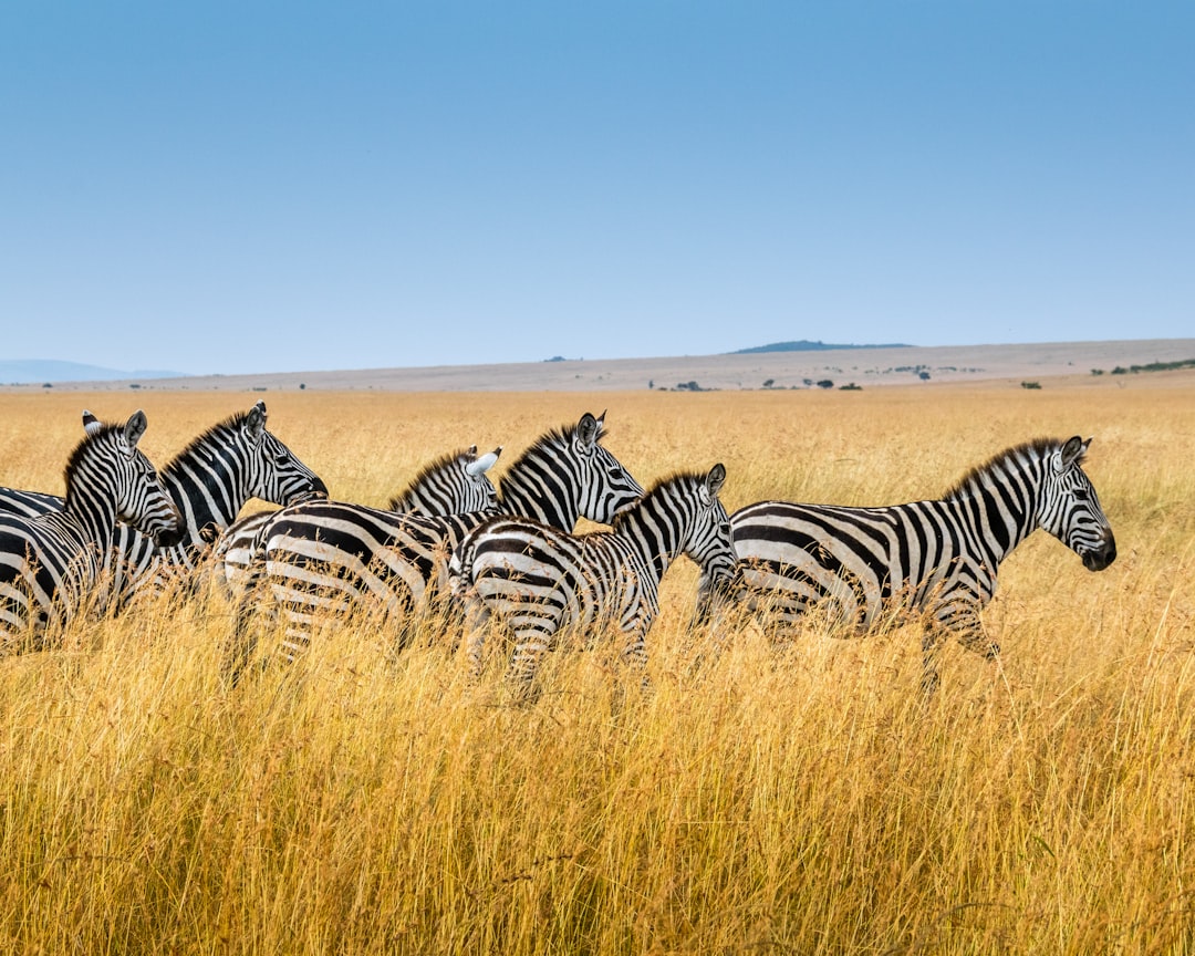South Africa: A Diverse Climate for Every Traveler (image credits: unsplash)