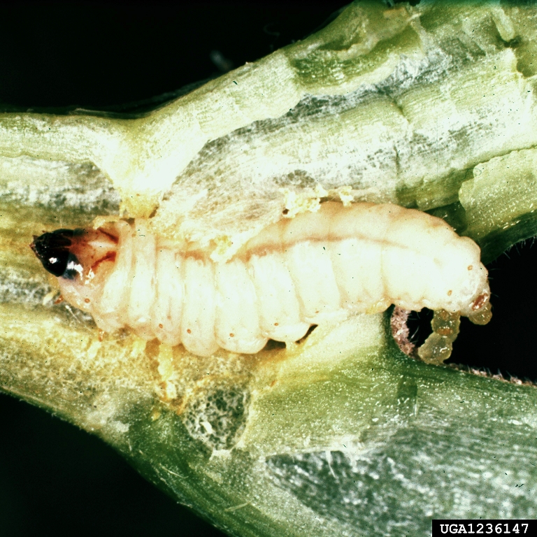 15. Squash Vine Borers: The Hidden Destroyers (image credits: wikimedia)