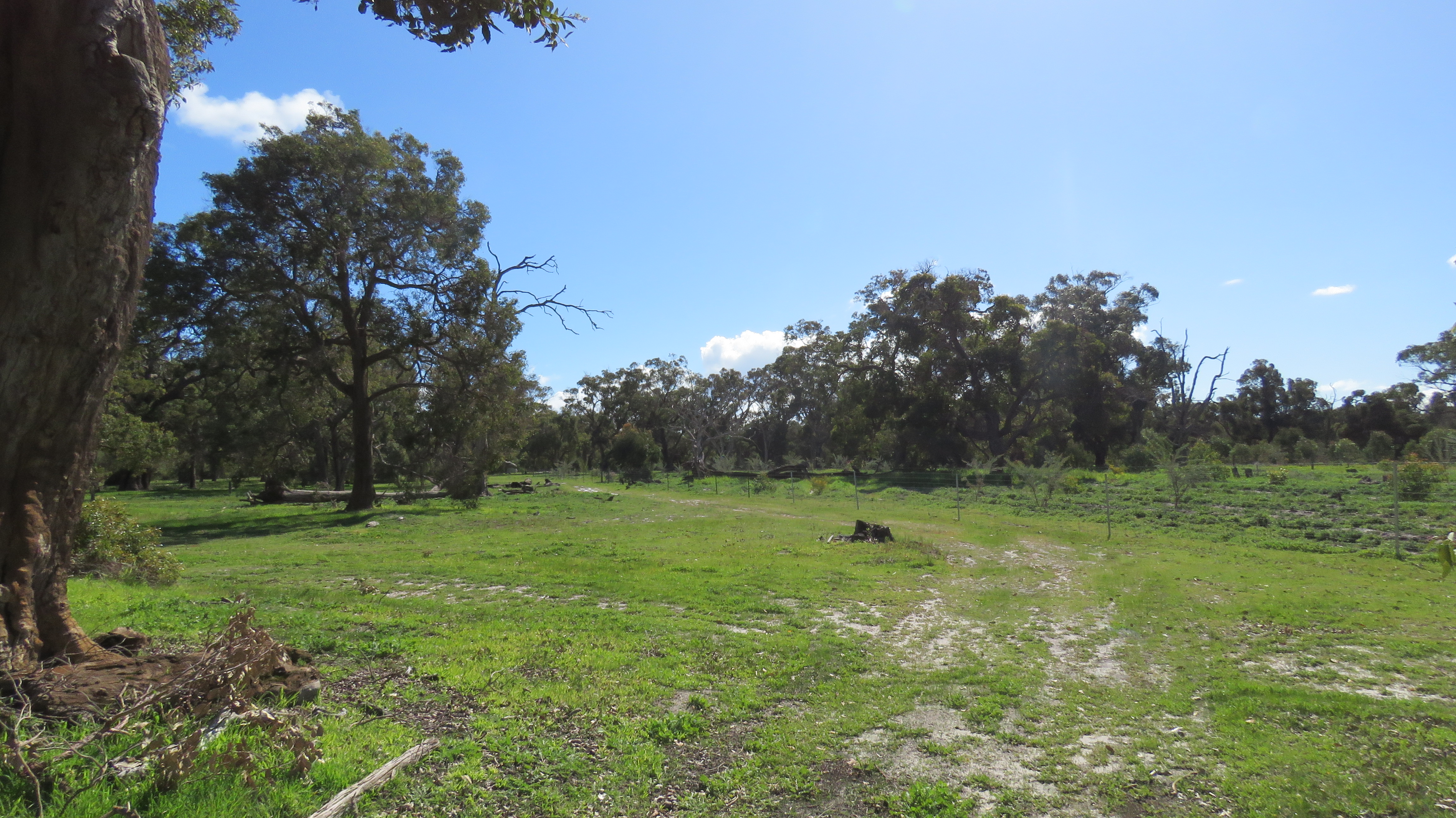Australia Protecting Unique Wildlife (image credits: wikimedia)