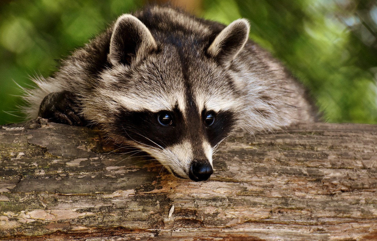 Nature’s Comeback: Wildlife Thrives in Silence (image credits: pixabay)