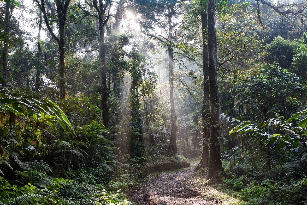 Olympic National Park: Rainforests Alive with Winter Green (image credits: pixabay)