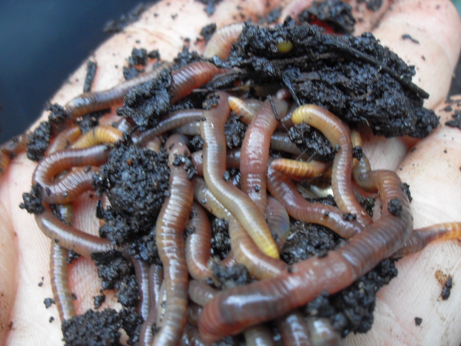 12. Use Coffee Grounds as Free Fertilizer (image credits: wikimedia)